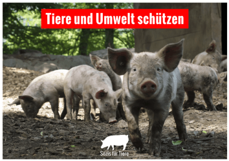 Postkarte: Tiere und Umwelt schützen