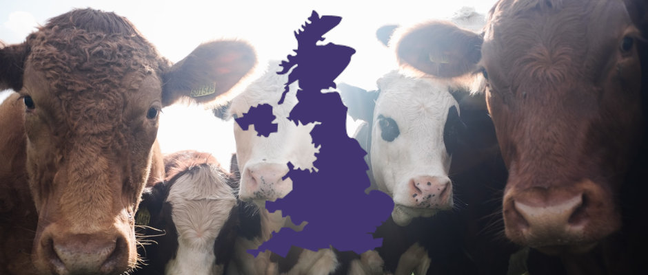 Mehrere Rinder auf der Wiese