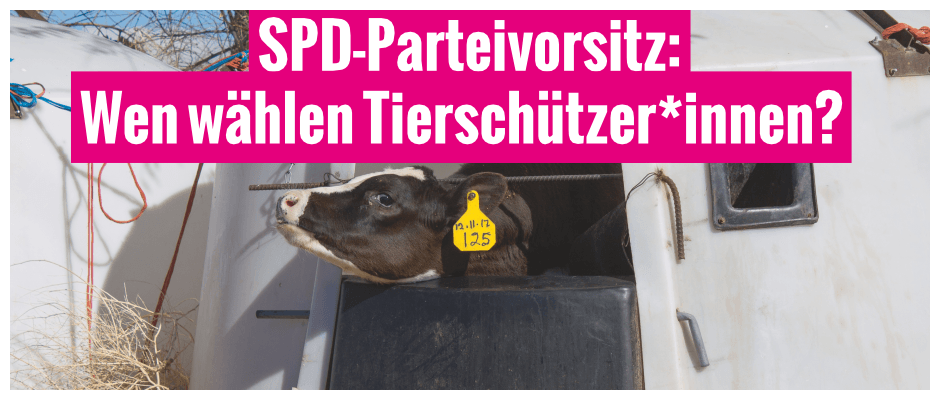 SPD-Parteivorsitz: Wen wählen Tierschützer*innen?
